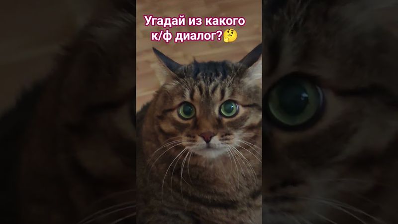 Угадайка"Принципы"🙀🤔😉😻 #cat #кот #юмор #цитаты #кино #фильм
