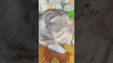 #а4 #глент #симба #reels #shorts