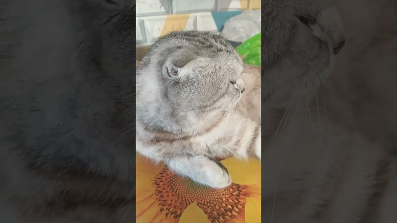 #а4 #глент #симба #reels #shorts