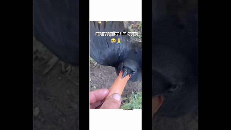 glizzy bird is crazy🙏😭#shorts #memesdaily #fypage #funny #comedy #whatdoyoumeme #new #lipsync #fyp