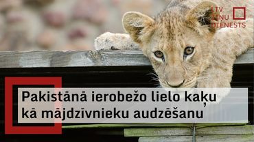 Pakistānā plēsīgo kaķu turēšanas ierobežošana izraisa plašus dzīvnieku tirgotāju arestus