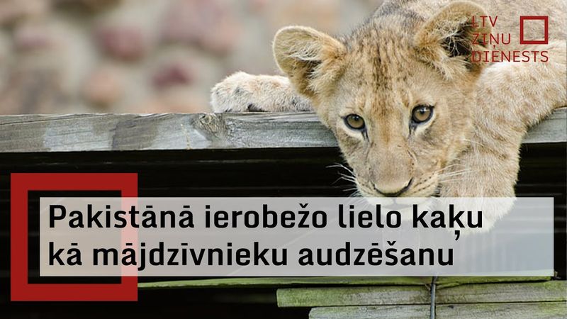 Pakistānā plēsīgo kaķu turēšanas ierobežošana izraisa plašus dzīvnieku tirgotāju arestus