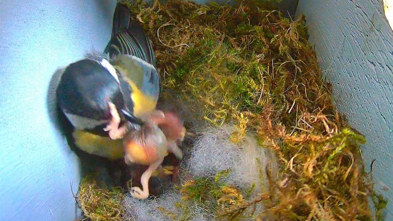 Синица избавляется от слабого птенца