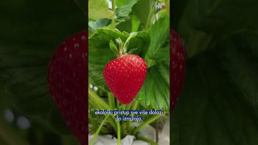 Moderna plantaža jagoda