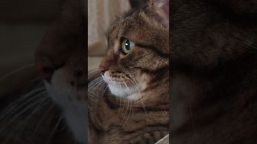 Чужого не надо 🙀😉🤗🤣 #cat #кот #юмор #котушка #приколы #пародия #цитаты