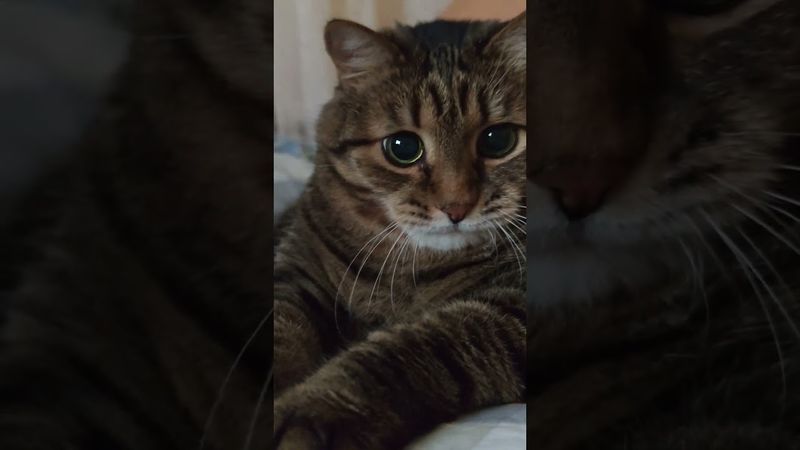 Банан 🍌🙀😉🤣 #cat #кот #позитив #популярное #юмор #цитаты #приколы #юмордлявзрослых #котушка