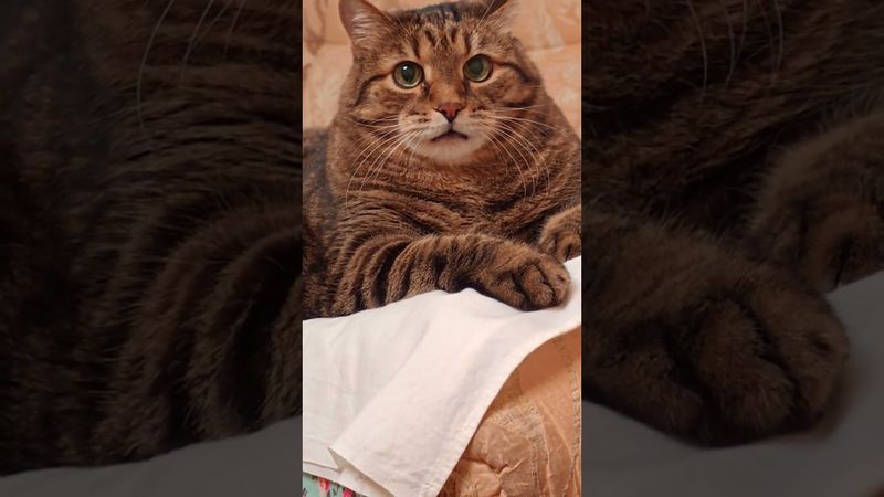 Красивая 💃😻😉🤣 #cat #кот #юмор #котушка #приколы #цитаты