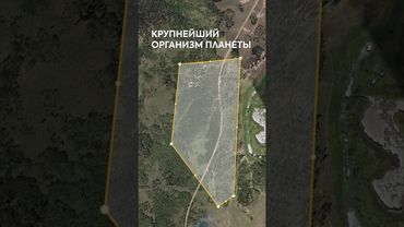 Один из крупнейших организмов планеты. Пандо