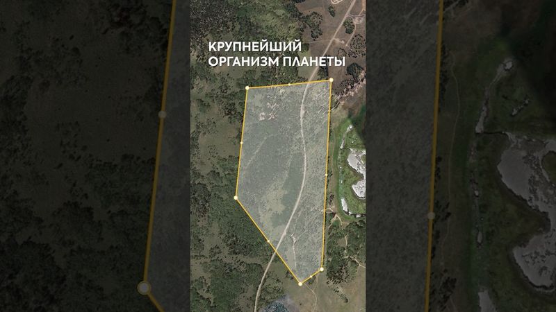 Один из крупнейших организмов планеты. Пандо