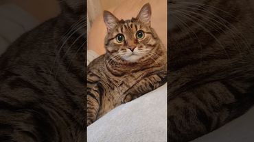 Запомни ☝️🤔👍❤😻 #cat #кот #юмор #котушка #приколы #цитаты