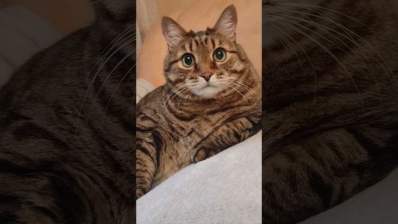 Запомни ☝️🤔👍❤😻 #cat #кот #юмор #котушка #приколы #цитаты