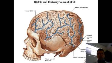 Кость как орган  лекция
