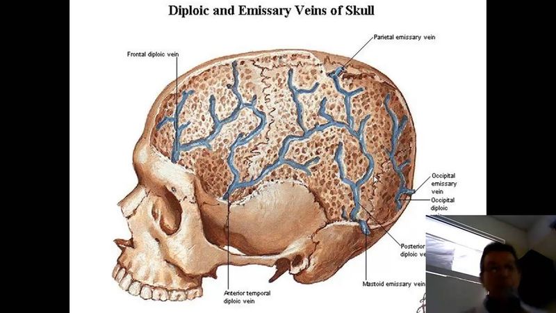 Кость как орган  лекция
