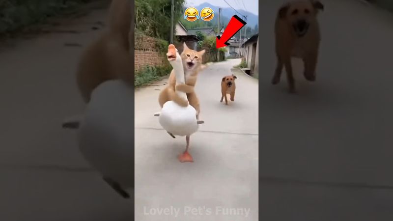 “Funny Pets 2025 🤣🐾 |  Craziest Moments Caught on Camera!”😁❤️#Shorts #funny #funnyanimals