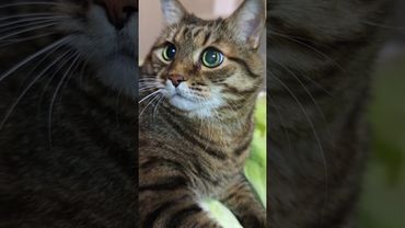 Инопланетянен? 👽🛸🙀🤣 #cat #кот #юмор #котушка #приколы #цитаты