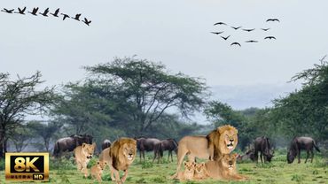 Wildlife 8K - ULTRA HD Animals - Relaxing Music and Nature Sounds 8K TV