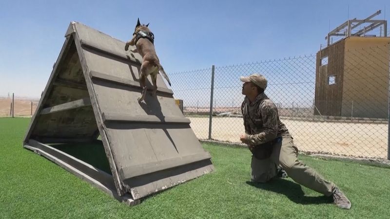 Интенсивные тренировки устраивают для служебных собак в Иордании