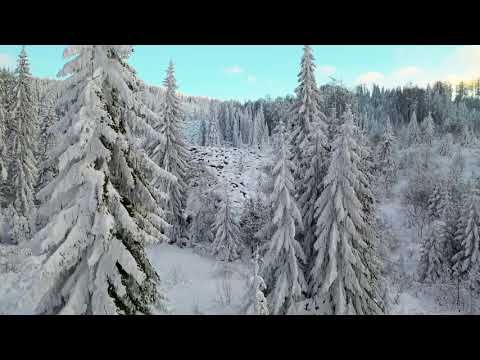 Красивый зимний лес. Футаж для видеомонтажа #142.