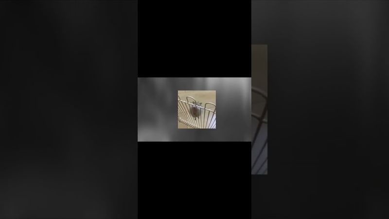 Ніхто не реагує; ослабілий від своїх зусиль молодий чоловік дозволяє викинути себе геть.