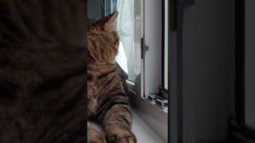 А.Блок 🌌🌃💡🏥 #cat #кот #котушка #music #прикольныекоты