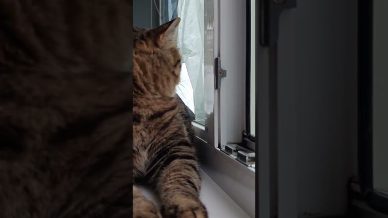 А.Блок 🌌🌃💡🏥 #cat #кот #котушка #music #прикольныекоты