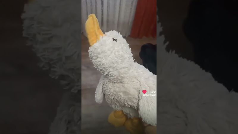 топ два ролика