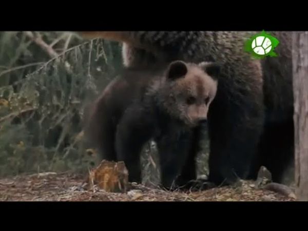 Лесная планета фильм (Живая планета)