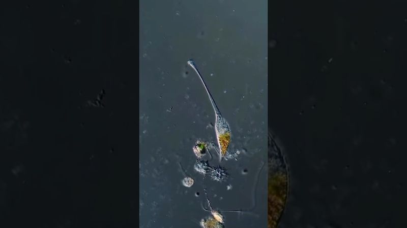 ​МИКРО-ХИЩНИК с невероятными способностями