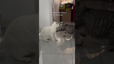 Это наш первый ремонт, будем все решать вместе с мужем #дизайнинтерьера  #shorts