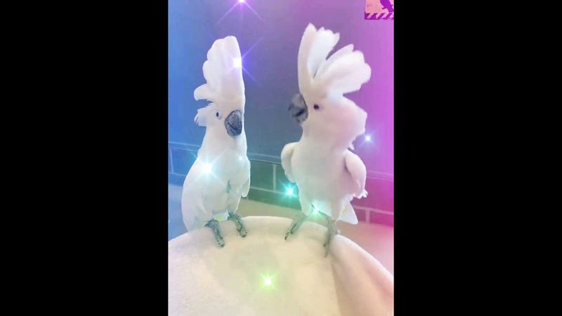 попугаи танцуют #приколы #мемы #юмор