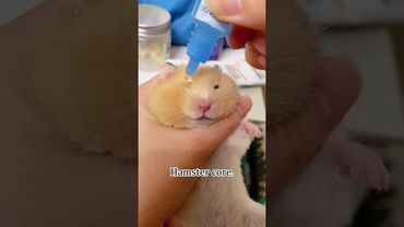 Hamster core😂#usa #animallife #funny #cute #hamsters