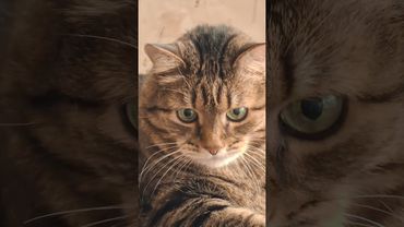 Много плюсов 🙀🤔😉🤣 #cat #кот #юмор #приколы #котушка #цитаты #смех