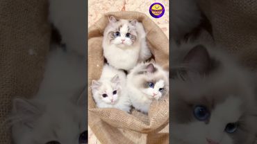 "Kitten overload! 🧺🐾 Can you handle this much cuteness?" #funny #cat #catvideos #viral