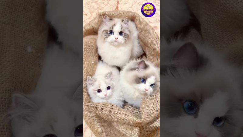 "Kitten overload! 🧺🐾 Can you handle this much cuteness?" #funny #cat #catvideos #viral