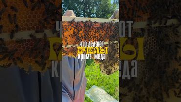 4 продукта пчеловодства, которые превращают улей в аптеку #карелия #мед #пасека #ферма #пчелы