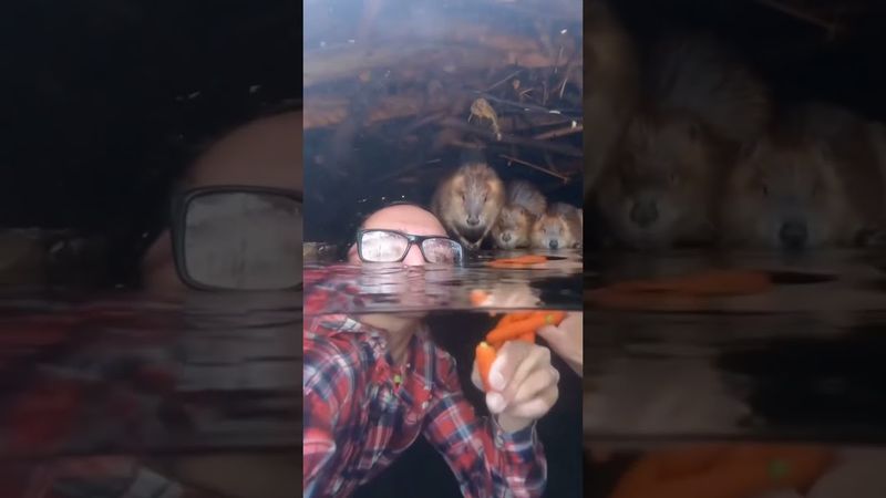 Everyone asked I feed the beavers carrots #beaverdam #beavers #animals #fyp #dambeavers