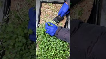 Microgreens ASMR🌱 #microgreens #gardening #farming #asmr #asmrsounds #asmrvideos #asmrvideo