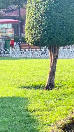 #dog #dogs #dogsoftiktok #dogsofttiktok #doggo #puppylove #wow #cute ...