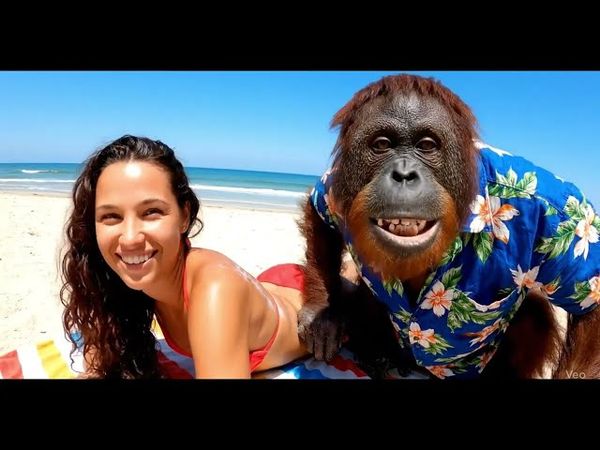 Орангутан: пляжный бездельник #veo3 #ai #юмор