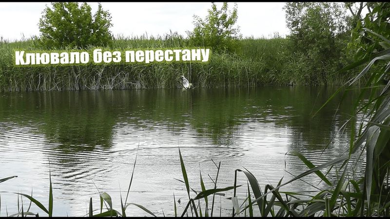 Непредсказуемая рыбалка на поплавок. Думав наловить карася а наловив плотви на поплавок