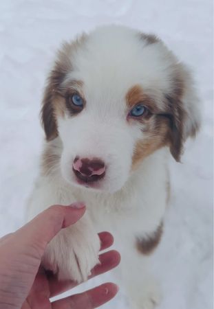 smart boy learned sit, down and shake by 9 weeks!! #redmerleaustralia...