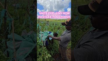How do you stake your tomatoes? Mwea, loitoktok, Mashuru