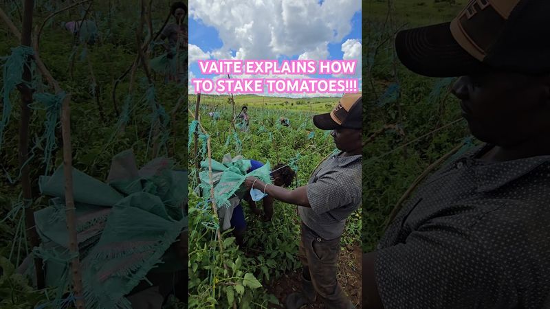 How do you stake your tomatoes? Mwea, loitoktok, Mashuru