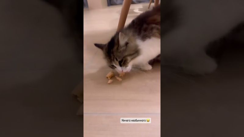 Дима Билан: Ничего необычного. Снова кот в гости забрёл.