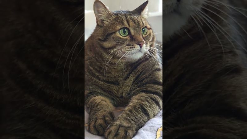 Арбузы 🍉😻😉🤣 #cat #кот #юмор #котушка #приколы #цитата #озвучка