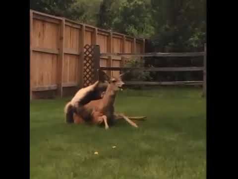 Медведь напал на оленя прямо во дворе дома,