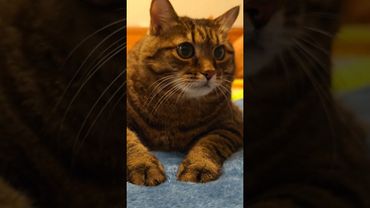 Нельзя быть...🙀🤔🤗🤣 #cat #кот #юмор #позитив #котушка #приколы #цитаты