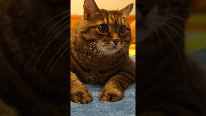 Нельзя быть...🙀🤔🤗🤣 #cat #кот #юмор #позитив #котушка #приколы #цитаты