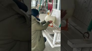 Have you ever had a dream…