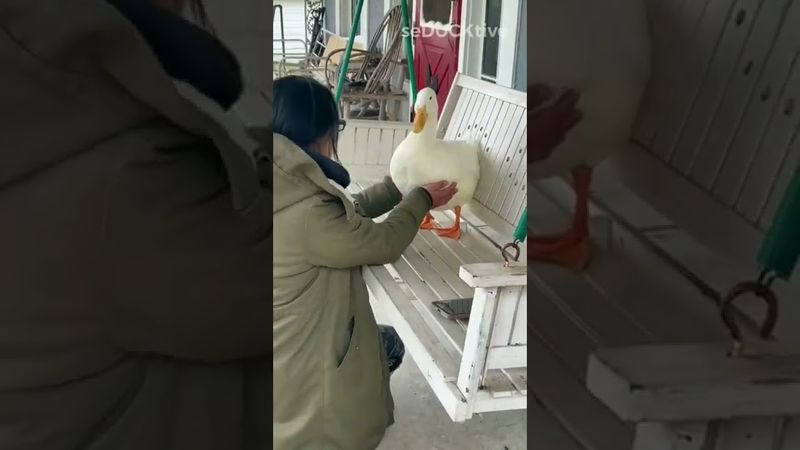 Have you ever had a dream…